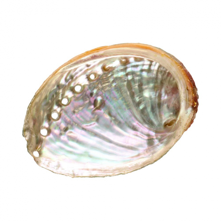 Abalone Snäckskal Small i gruppen Hem & Själ / Stämning & doft / Rökelsehållare & fat hos Rawfoodshop Scandinavia AB (7923)