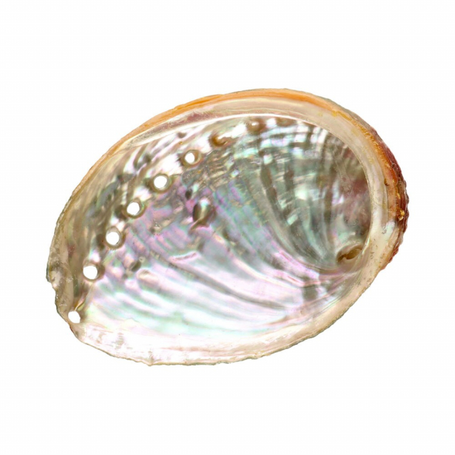 Abalone Snäckskal Small