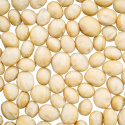 Macadamianötter Premium RAW 1kg