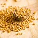 Senapsfrön Gula EKO 50g