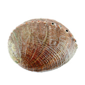 Abalone Snäckskal Large