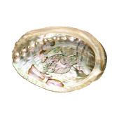 Abalone Snäckskal Medium
