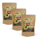Earl Grey Te EKO 100g x 3 paket