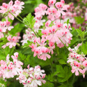 Geranium Eterisk Olja 50ml