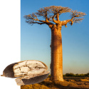 Baobab pulver EKO 250g
