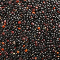 Quinoa Svart EKO 1kg