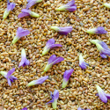 Alfalfafrön EKO 500g