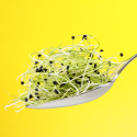 Alfalfafrön EKO 500g