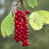 Schisandra Bär EKO 125g Schisandra Bär EKO 125g
