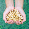 Cashewnötter Delade RAW EKO 1kg