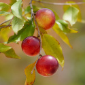 Camu Camu Pulver EKO 125g