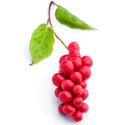 Schisandra Pulver EKO 125g