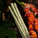 Rökelse Botanico Fresia 6st