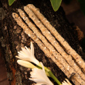 Rökelse Botanico Nardusört & Frankincense 6st